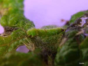 uploads/images/pest/grapes berry plume moth.jpg